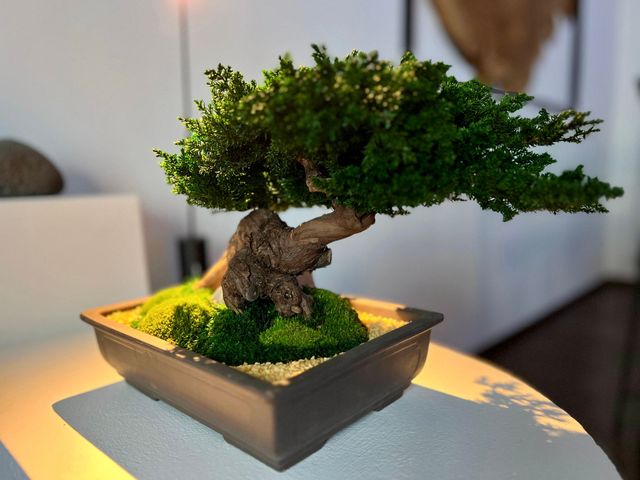 Piccolo bonsai in vaso quadrato su un tavolo, con uno sfondo interno sfocato.