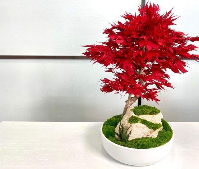 Bonsai in miniatura a foglie rosse in un vaso bianco su una base di muschio, contro una parete chiara.