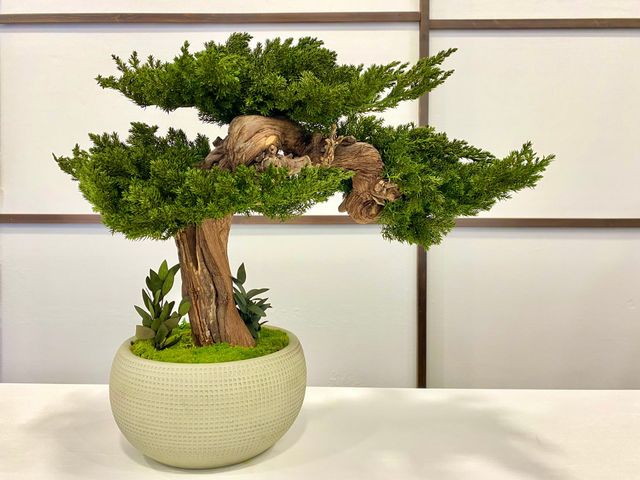 Un bonsai in miniatura in un vaso rotondo bianco su un tavolo, con uno sfondo in stile shoji.