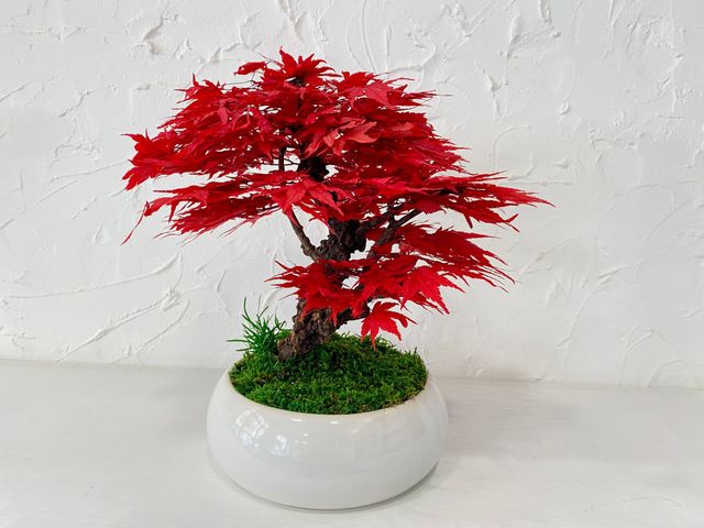 Albero in stile bonsai dai fiori rossi in un vaso bianco su una superficie liscia, contro una parete bianca.