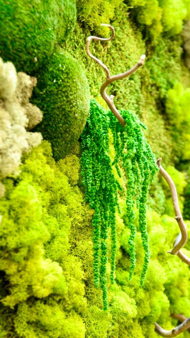 Muschio verde pendente su una liana contro uno sfondo muschioso luminoso