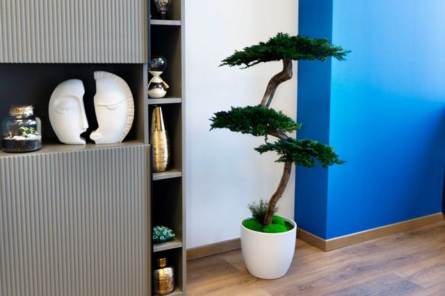 Angolo di stanza minimalista con un bonsai in vaso accanto a delle mensole e una parete d'accento blu.