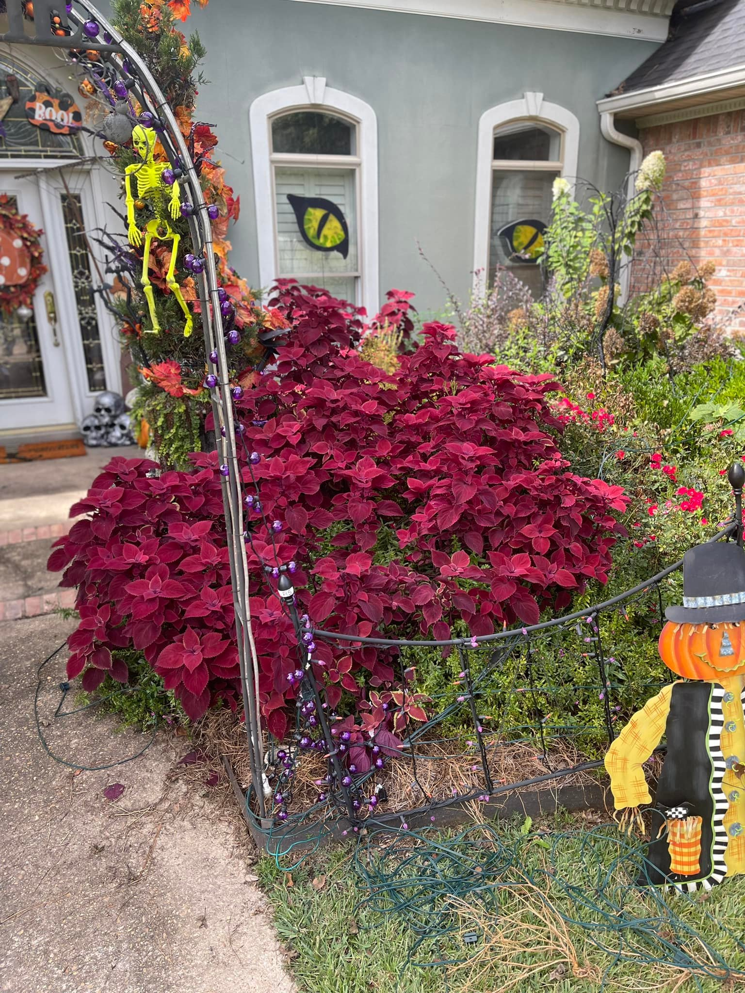 Halloween decorations on a house. Red plant in the foreground, spooky arch, and orange pumpkins.