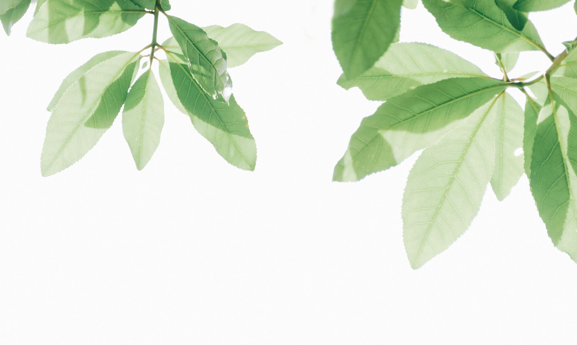 Green leaves against a bright white background.