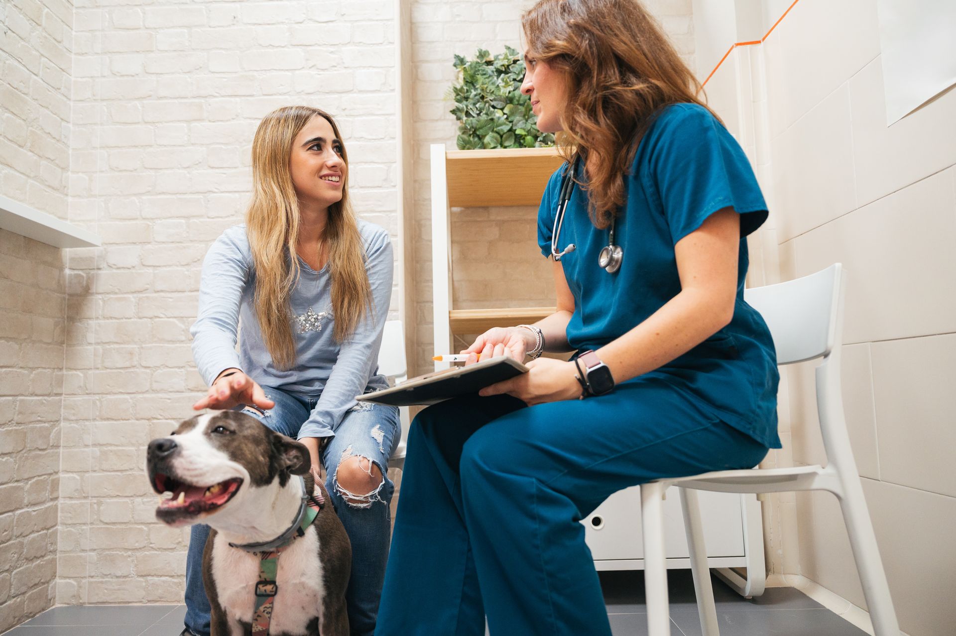 Vet discussing veterinary clinic services with a pet owner and her dog in a consult room.