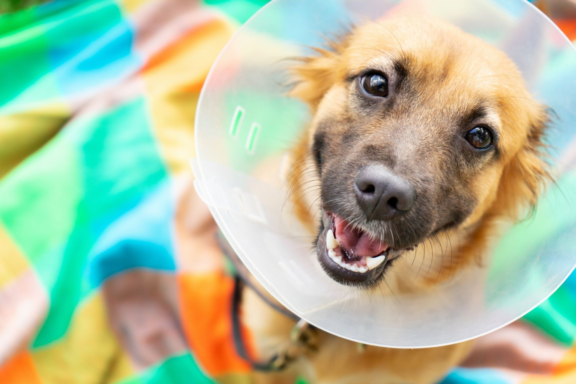 Dog in recovery cone after emergency veterinary surgery. Dog in recovery cone after emergency veterinary surgery.
