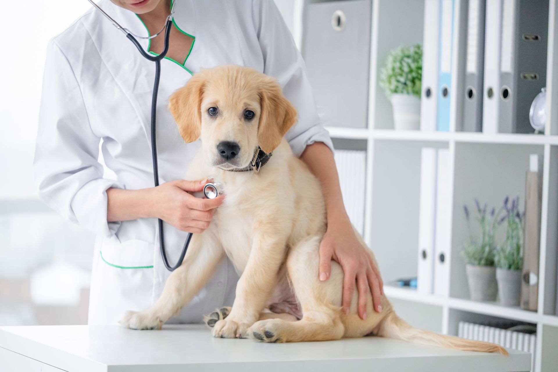 A vet is examining a dog with a stethoscope.