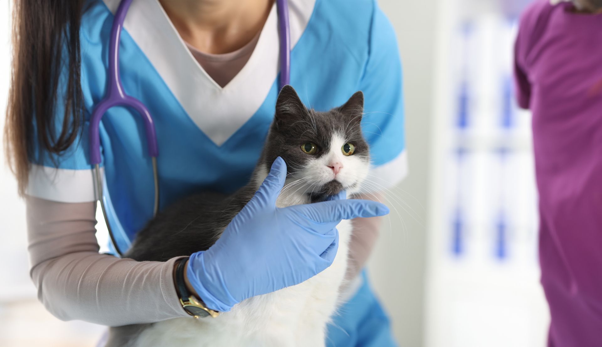 A cropped view of a female veterinarian examining a cat on an examination table.