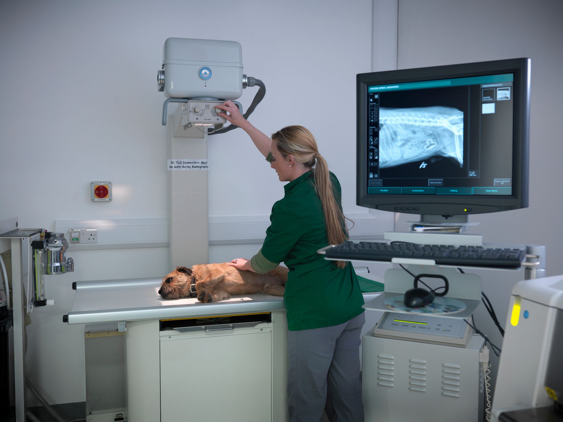 Female Vet Performing Dog X-ray