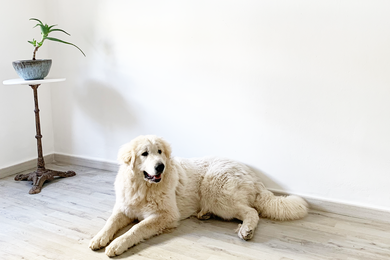 Appartamenti_case_alghero_con_il_cane_tap_apartments