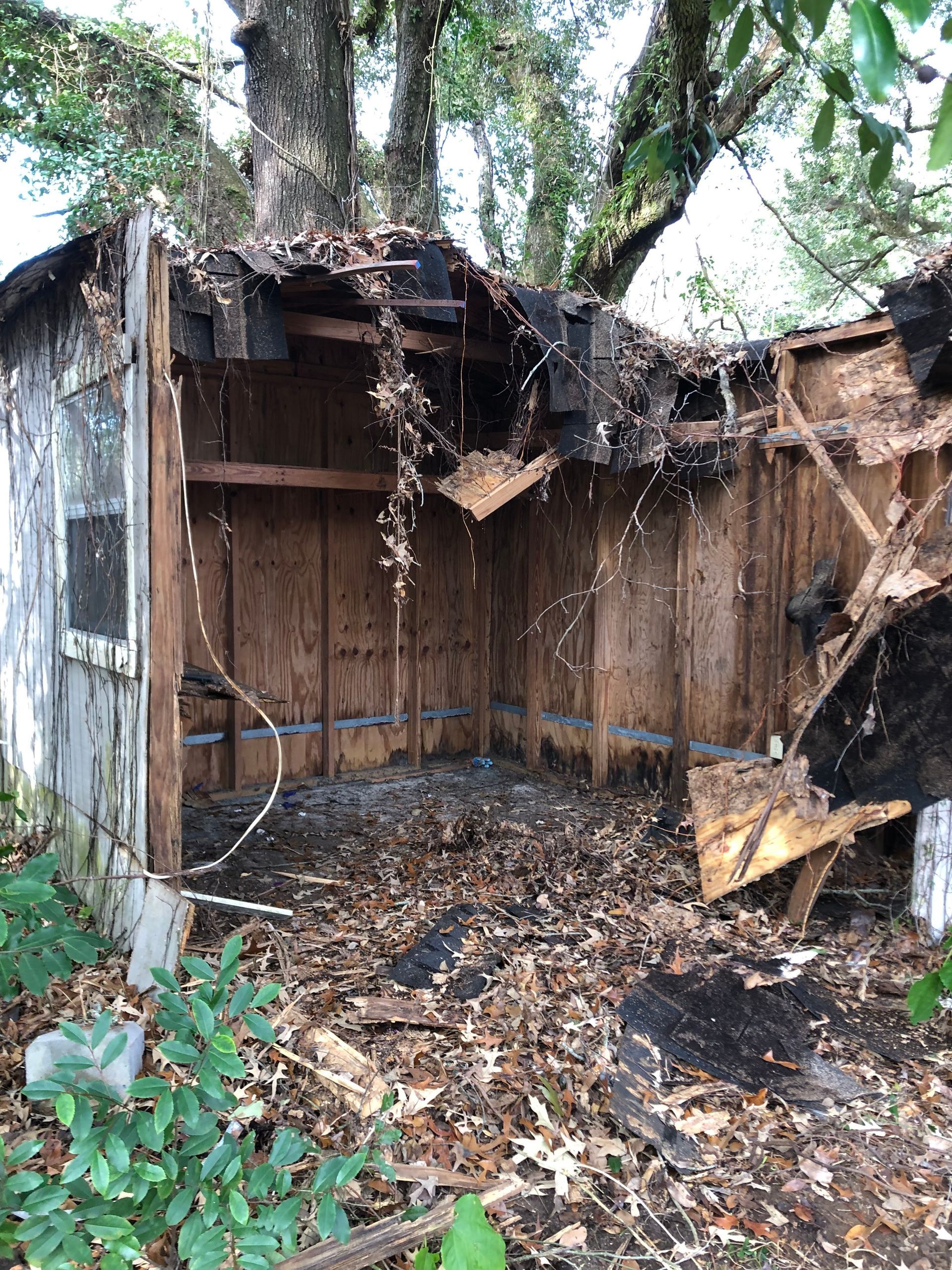 Collapsed wooden shed with rotting walls and debris under a large tree