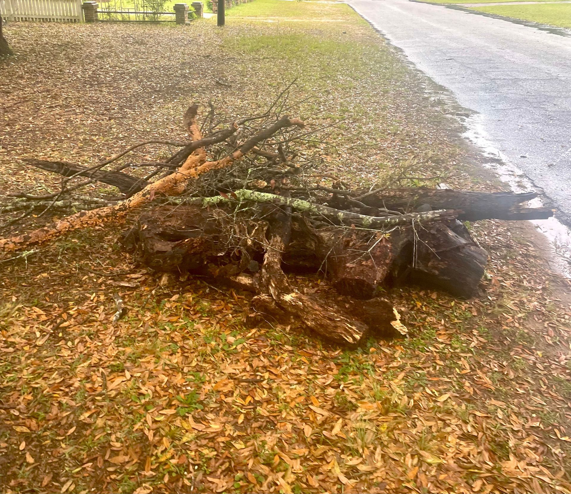 Fallen tree branches and debris scattered across a leaf-covered roadside beside a wet pavement