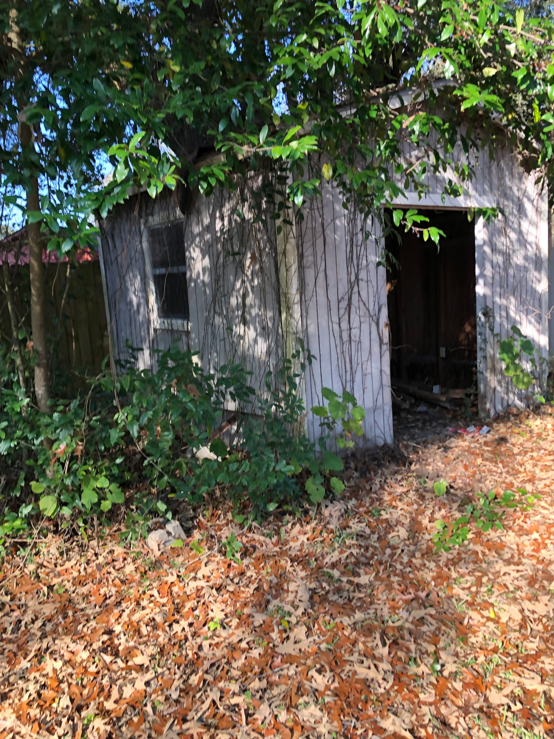 Weathered shed with open doorway, covered in ivy and surrounded by fallen autumn leaves.