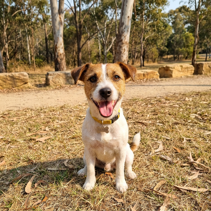 Small brown-and-white dog sitting on a dirt path, panting happily in a sunny park with trees and hay bales.