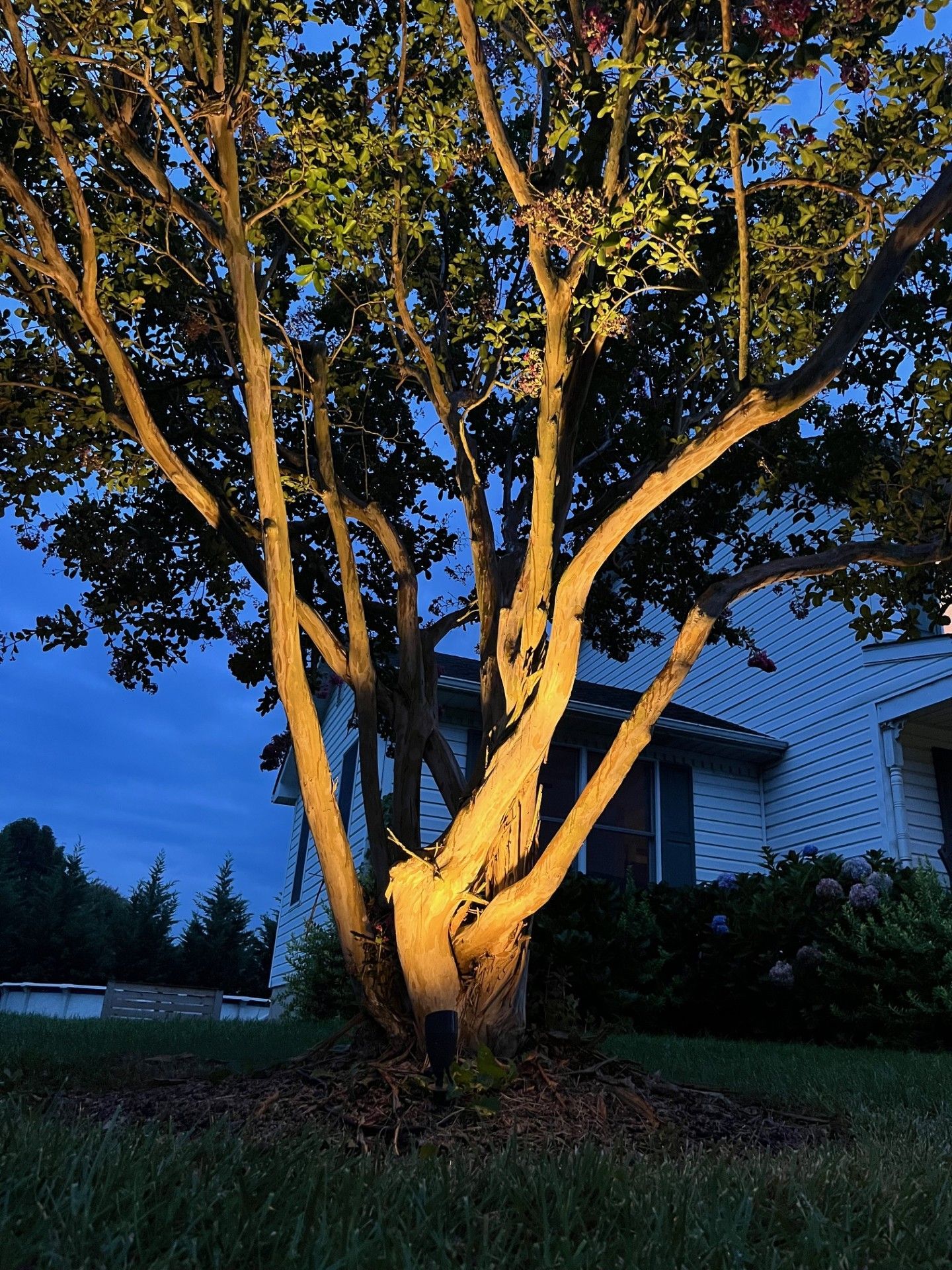 Illuminated Tree Landscape Lighting
