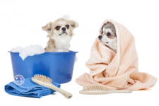 dog grooming