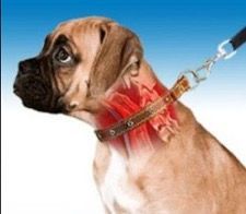 collars for dog