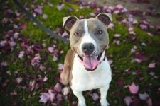 happy dog at the park-dog park alternatives for socialization