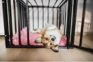 Happy Corgi – lovin’ her crate!