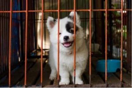 What a smile this pup has in his crate!