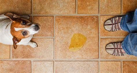 Noble Beast Denver dog trainer explains reverse potty training โ what causes it and how to address