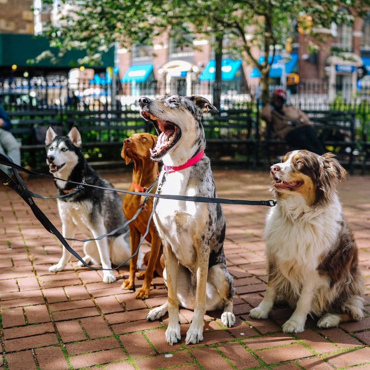 dog walk sit