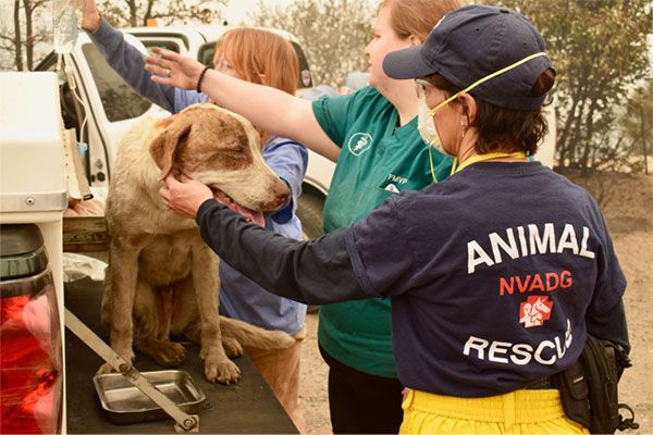 Dogs that needed a pet evacuation plan.