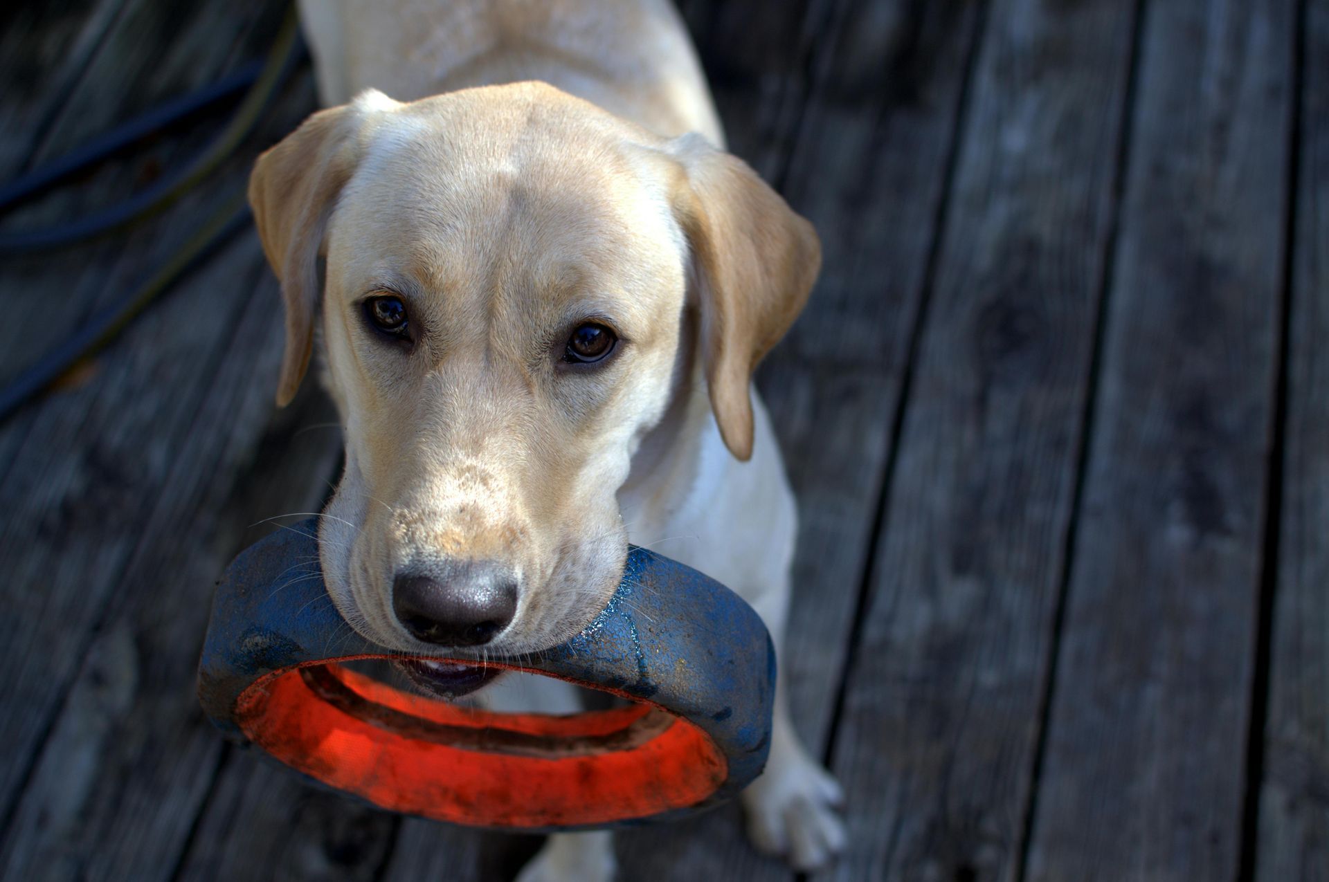 Noble Beast Dog Training Trainer Toolbox - professional dog training resources and tools for Denver dog owners