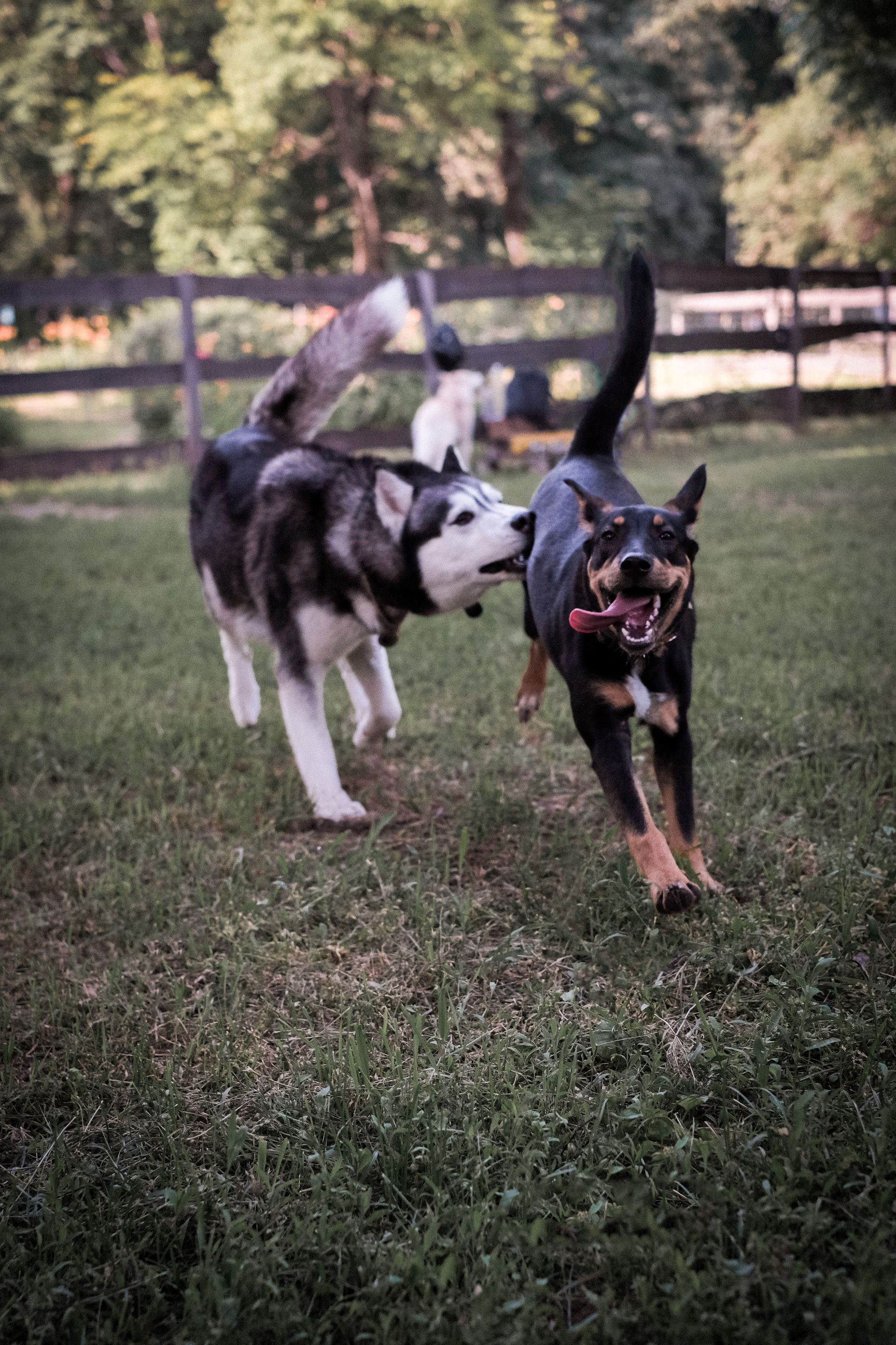collars for dog