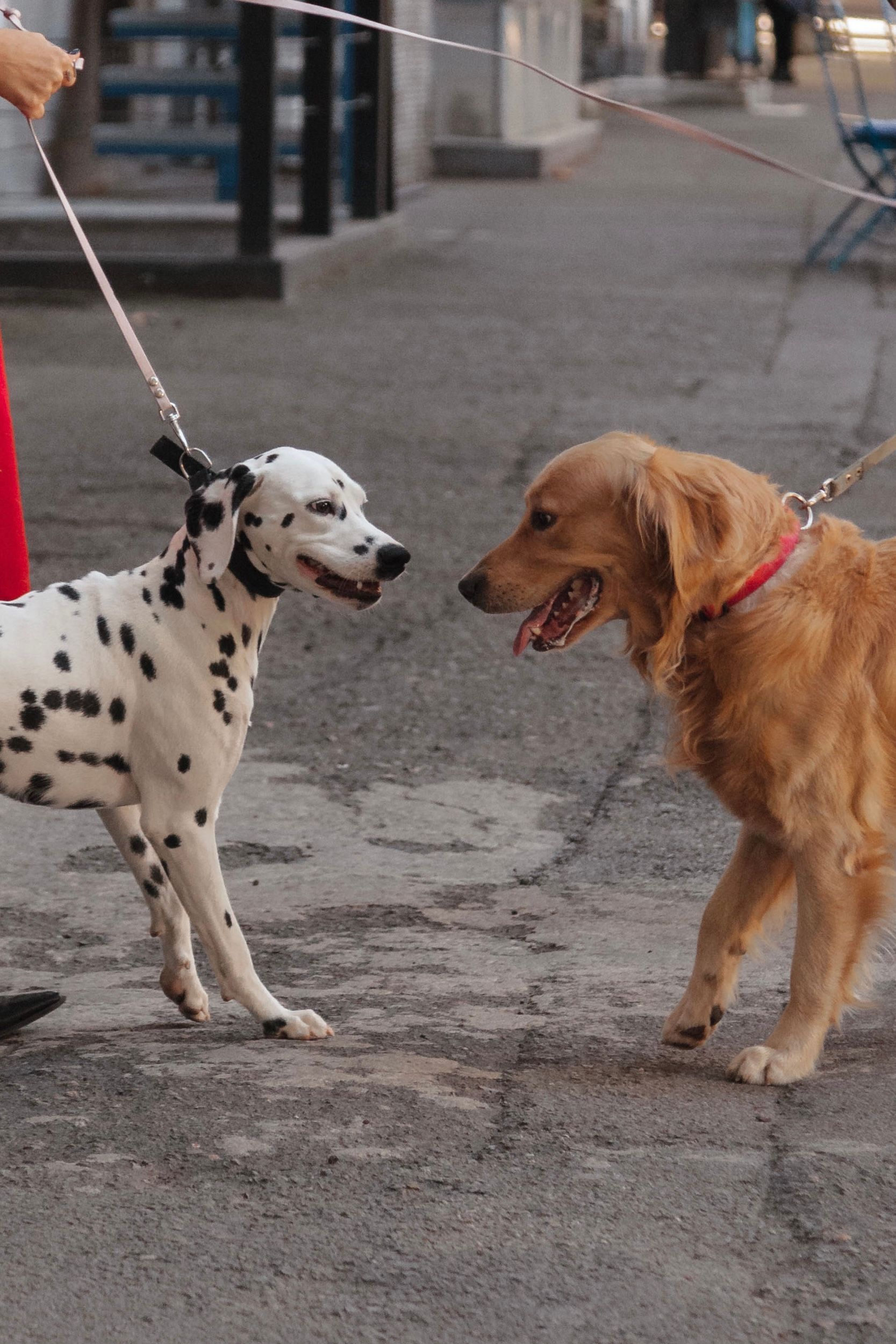 Tense dog greeting on leash.