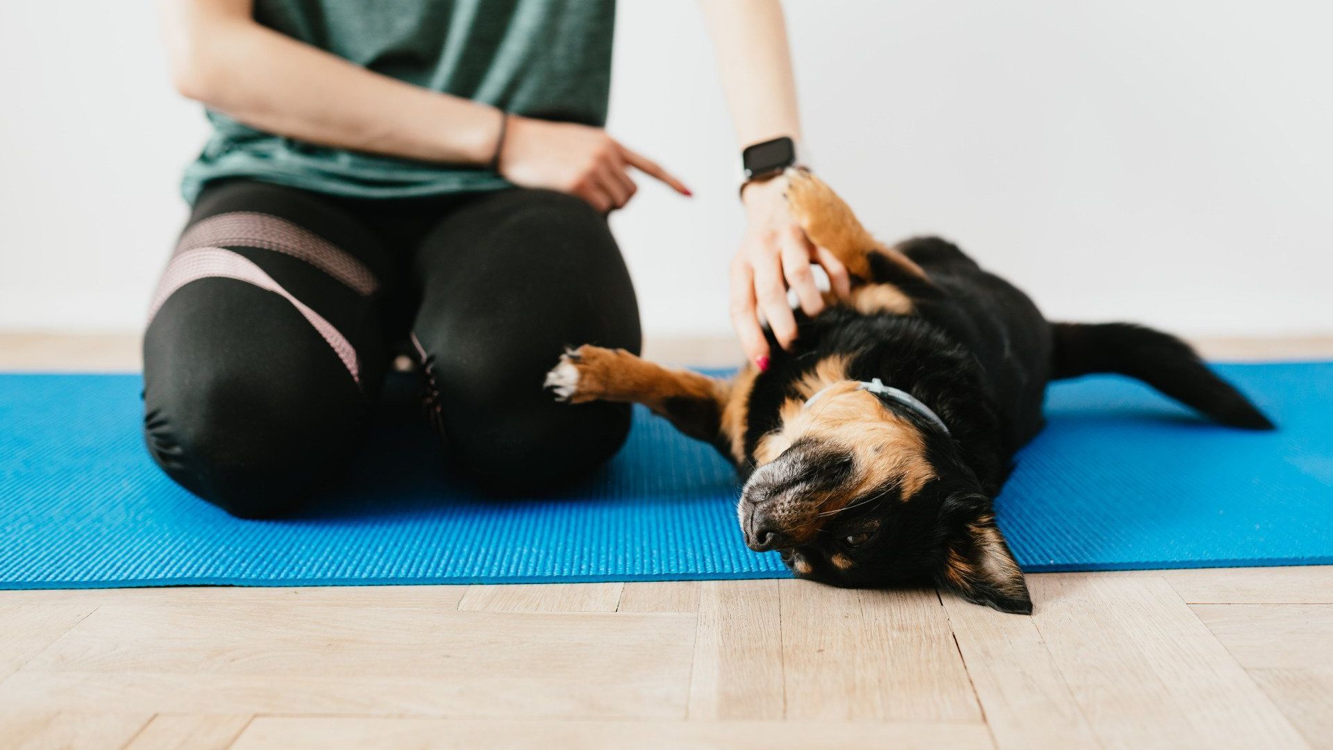dog rolling on the ground with trainer