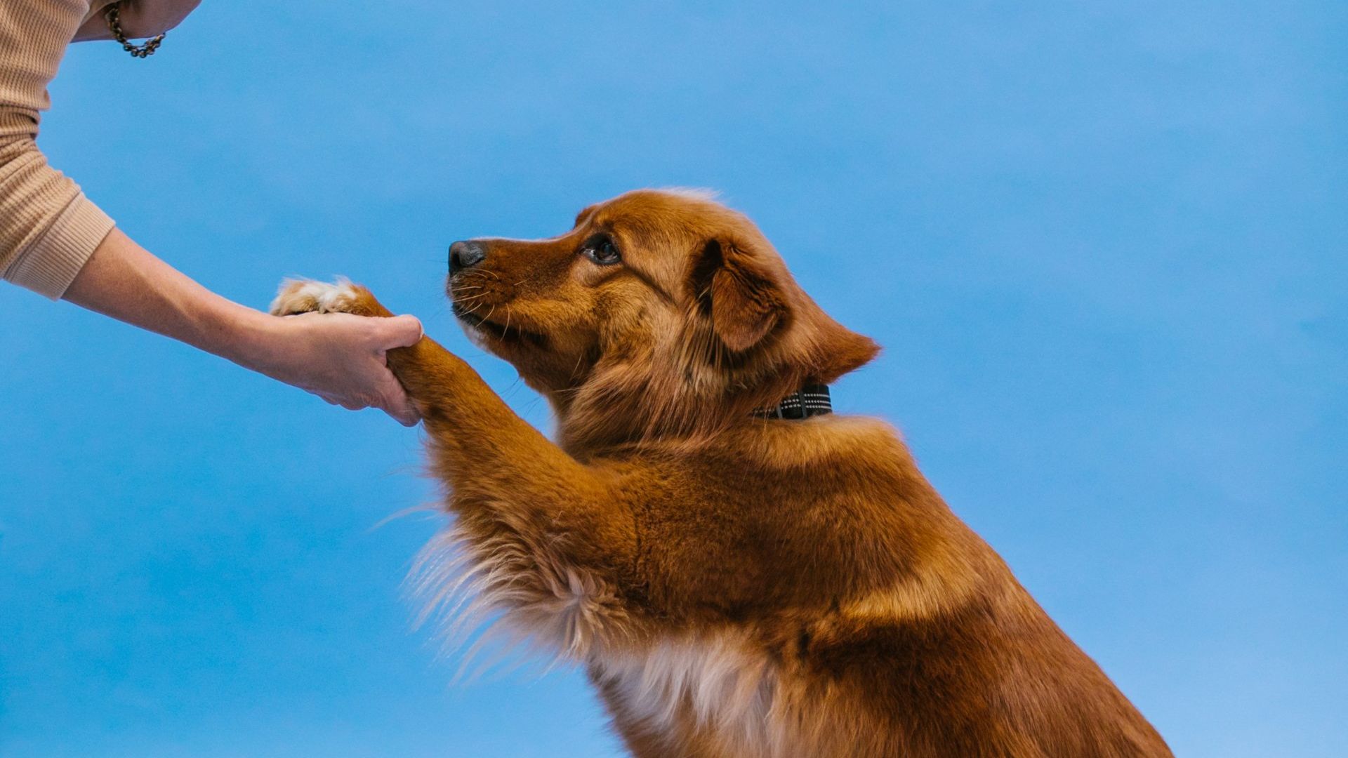 dog training hand shake