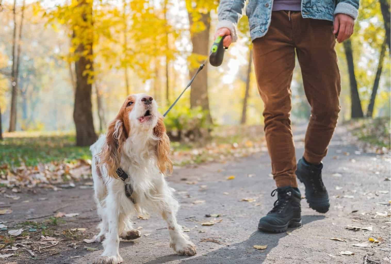 Reactive Dog on Leash