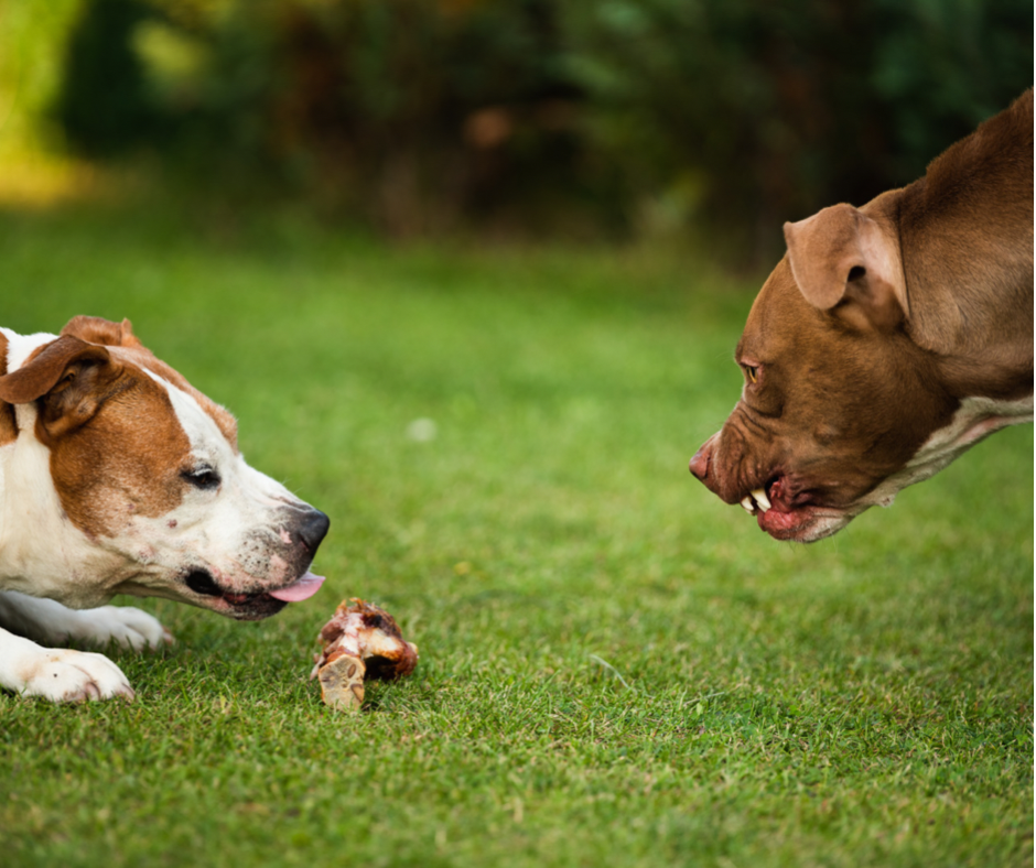 Dog Resource Guarding