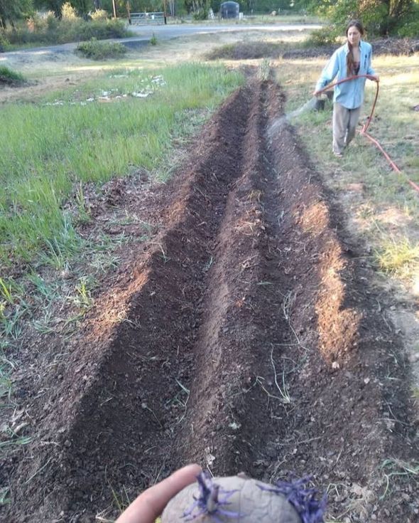 Person watering newly-plowed garden rows. Foreground shows a hand holding a potato with purple sprouts.