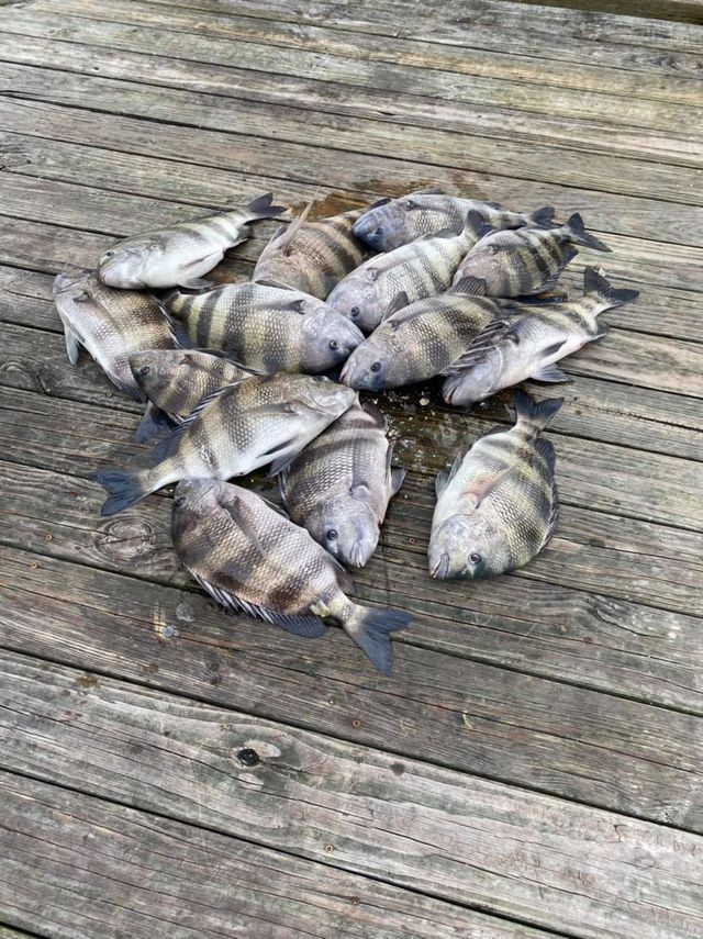Several fish piled on a weathered wooden deck