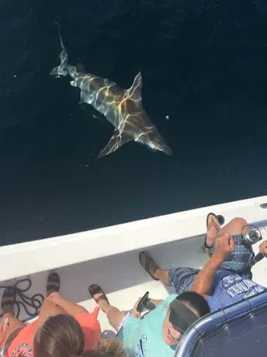 Shark swimming in dark water beside a boat with people leaning over the side