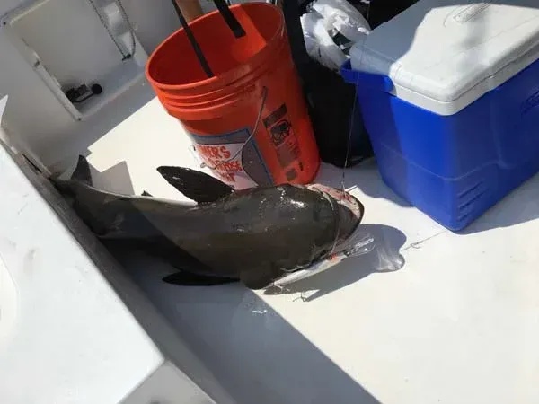 Large fish lying on a boat deck beside a red bucket and blue cooler