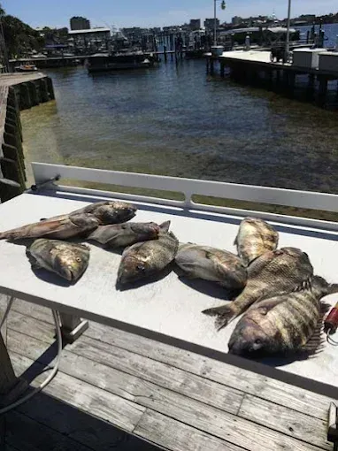 Several large fish laid out on a white table by a harbor dock under bright daylight