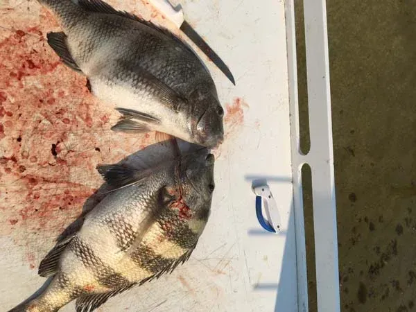 Two fish on a cutting board, one dark and one striped, beside a blood-stained prep surface