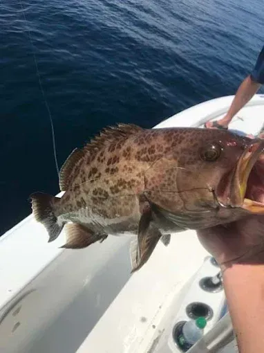 Large mottled fish being held on a boat over blue water