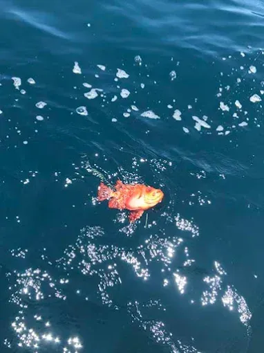 Orange fish floating on dark blue ocean water with sunlight reflections