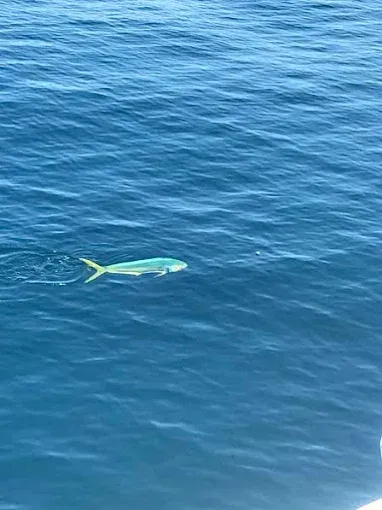 Green fish swimming in deep blue ocean water