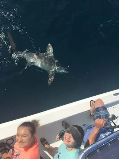 Shark swims beside people leaning over a boat railing at night