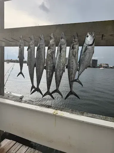 Several silver fish hanging on a rack over water with a distant shoreline in the background