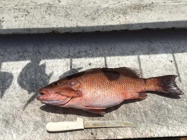 Whole fish on a concrete surface beside a knife, with a shadow cast nearby