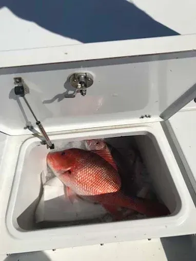 Red fish lying in a white boat bait well with the lid open.
