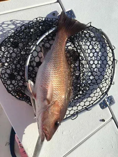 Copper-colored fish in a black net on a boat deck