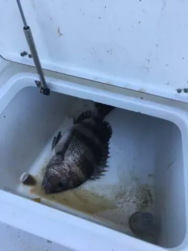 Large fish lying in a white boat cooler with a bit of water and mud residue