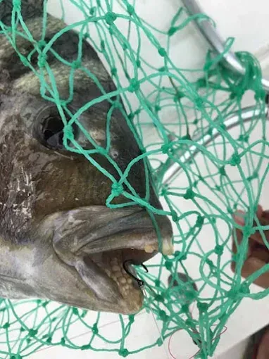 Fish caught in green net, close-up of its head and open mouth